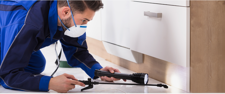 Harlingen pest xpert removal